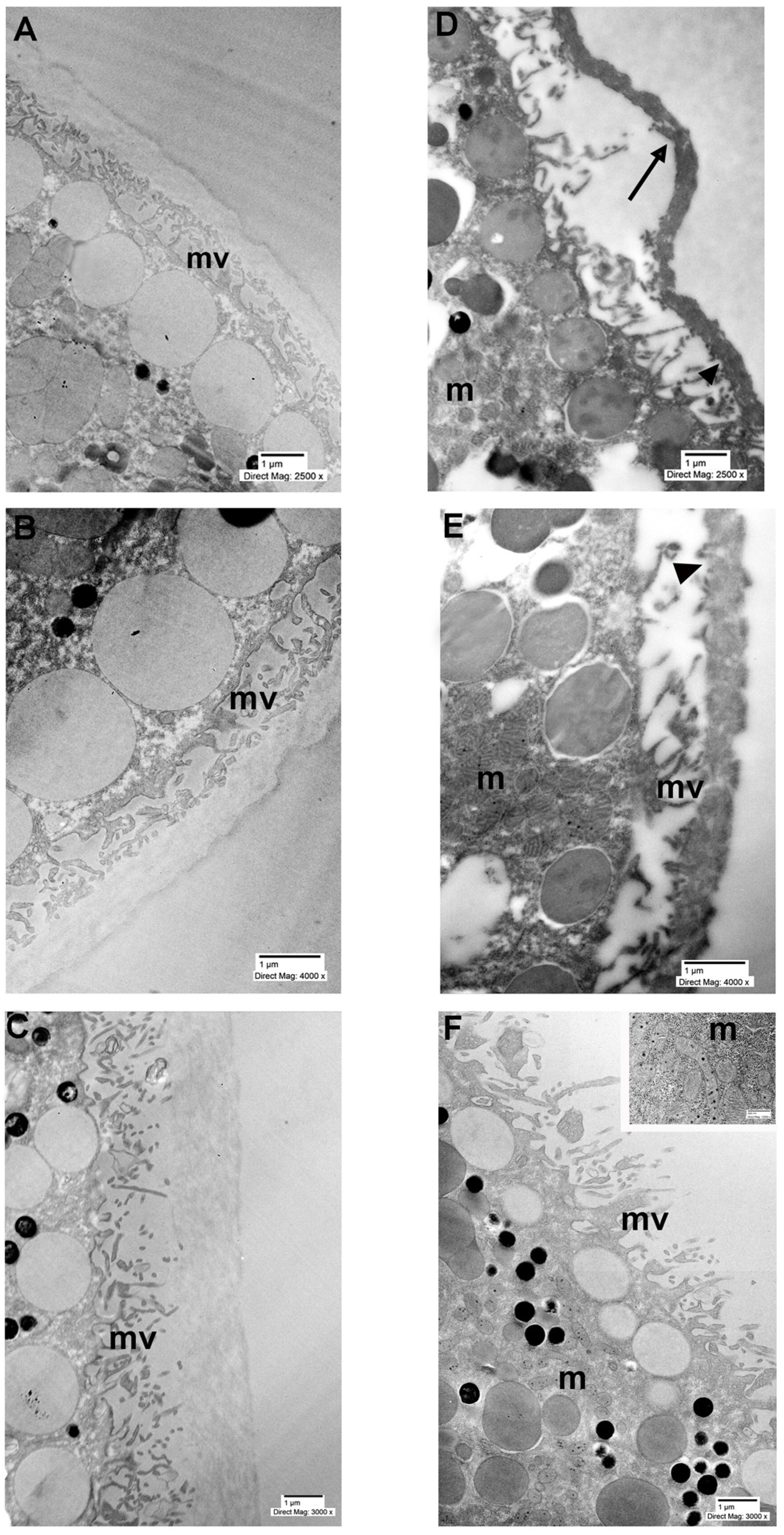 Ijms 27 01298 g004