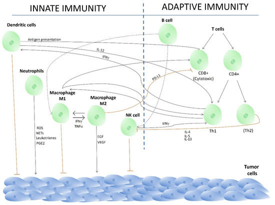 The Inclusion of Dietary and Medicinal Mushrooms into