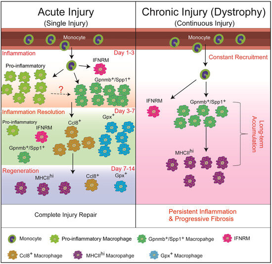Macrophage Infiltration, Activation, and Therapeutic Implication in ...