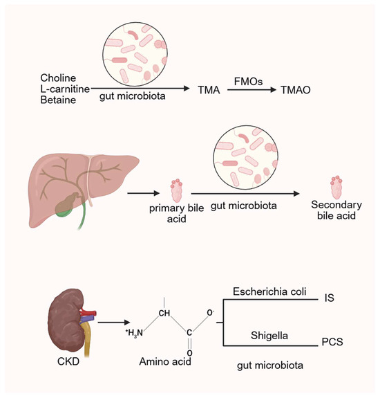 The Role and Mechanism of Gut Microbiota and Metabolites in