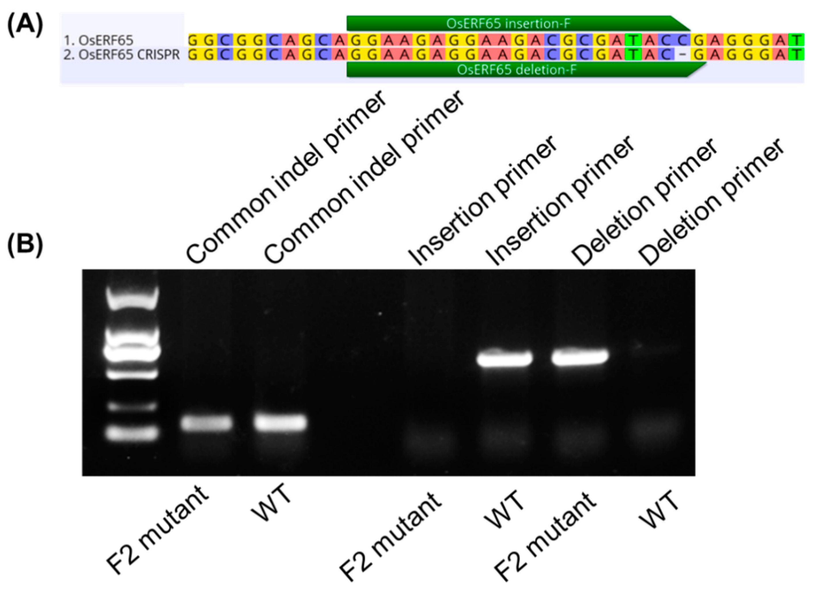 Ijms 27 01406 g003