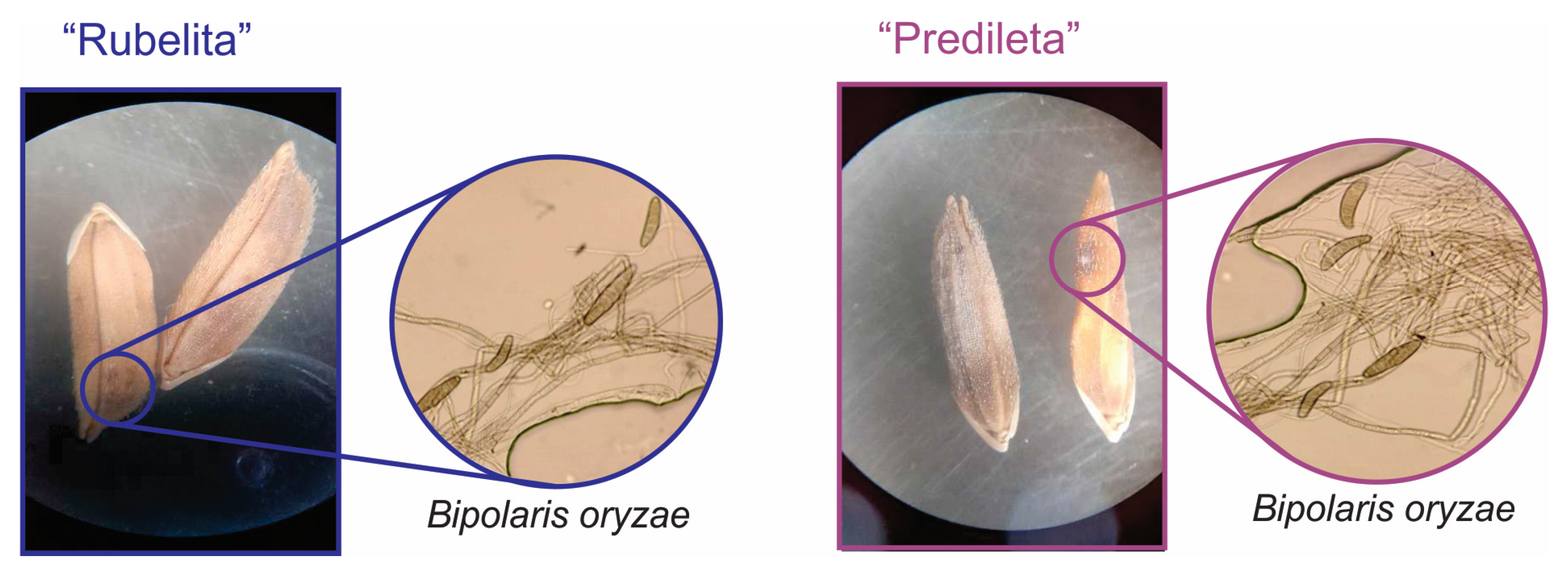 Ijms 27 01455 g001 Ijms 27 01455 g001