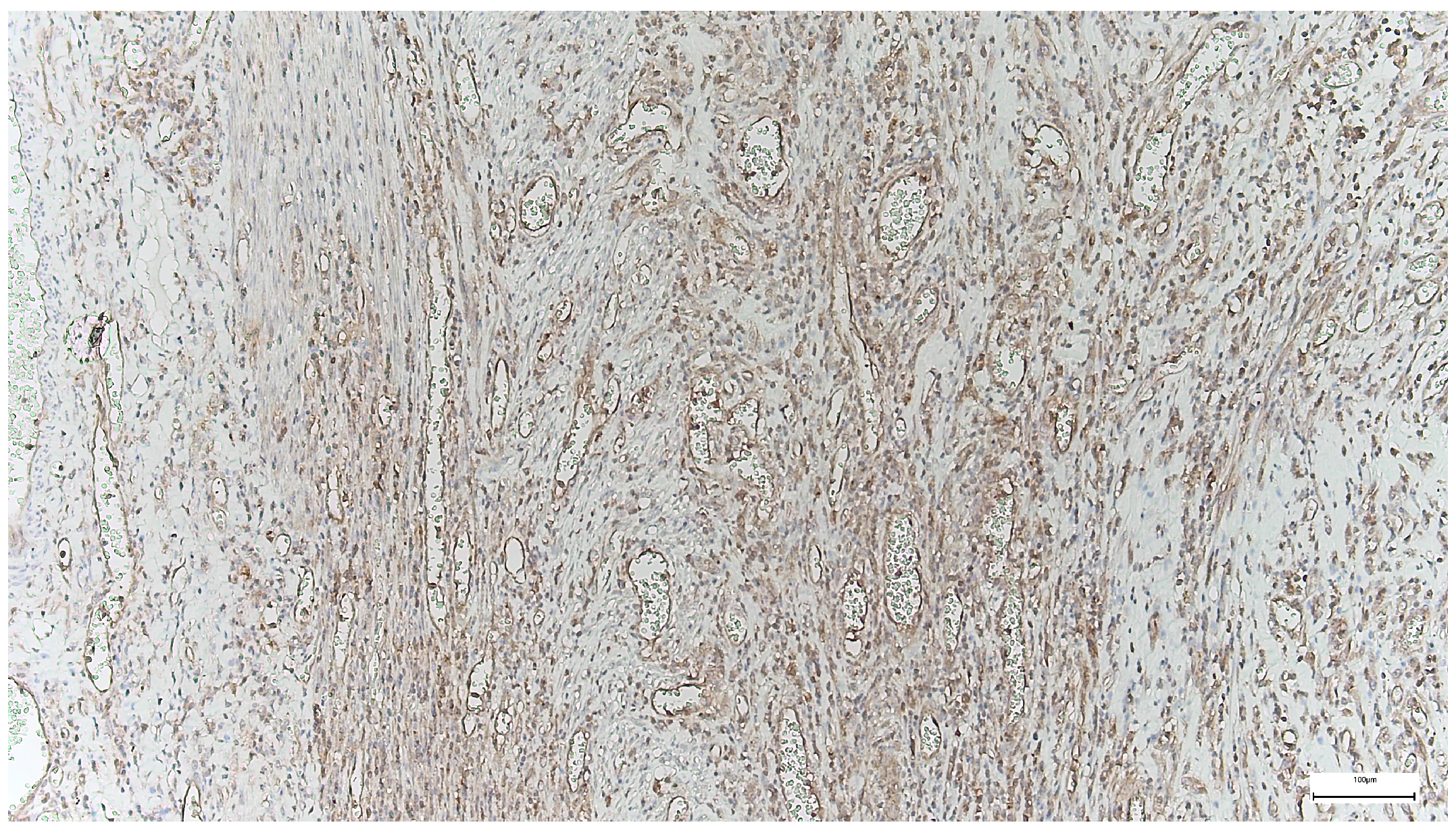 Ijms 27 01460 g009