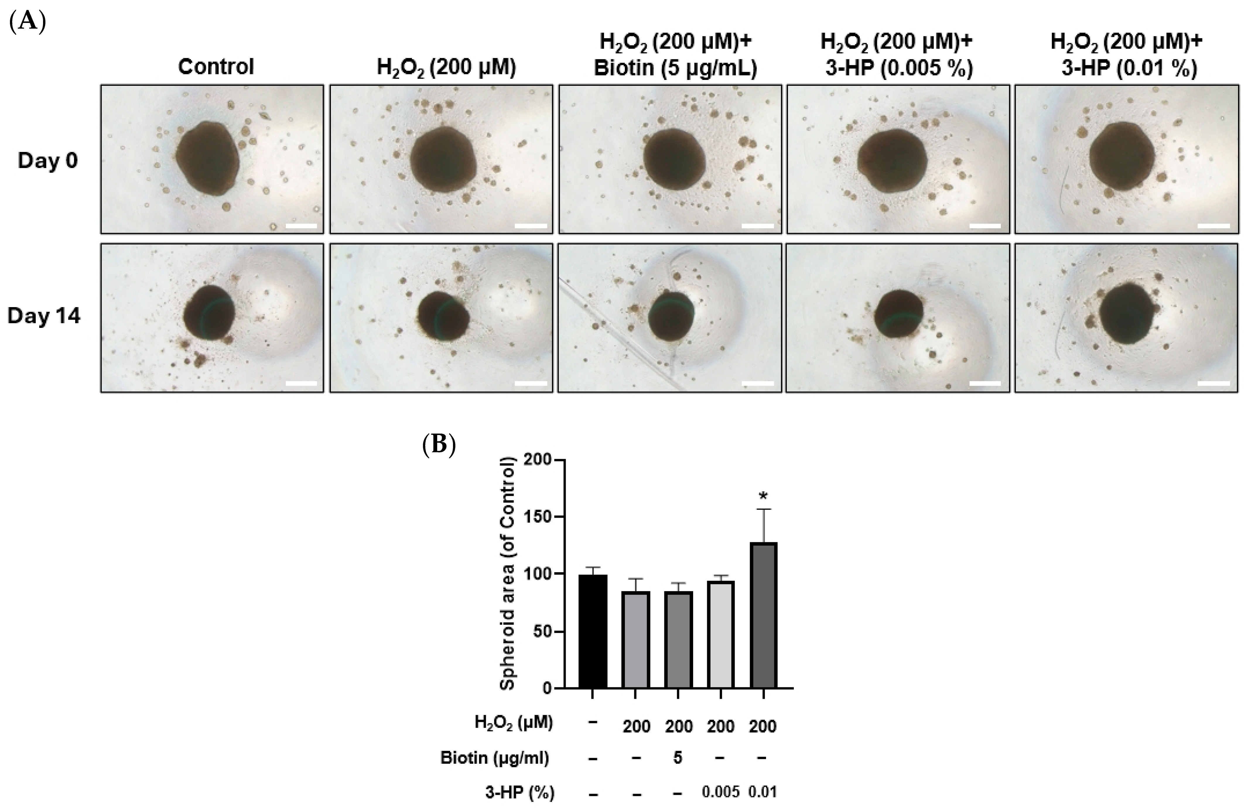 Ijms 27 01480 g009 Ijms 27 01480 g009