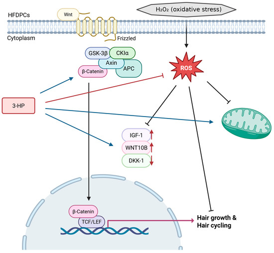 3-Hydroxypropionic Acid Enhances Hair Growth-Related Signaling in Human  Follicle Dermal Papilla Cells via Activation of the Wnt/β-Catenin Pathway
