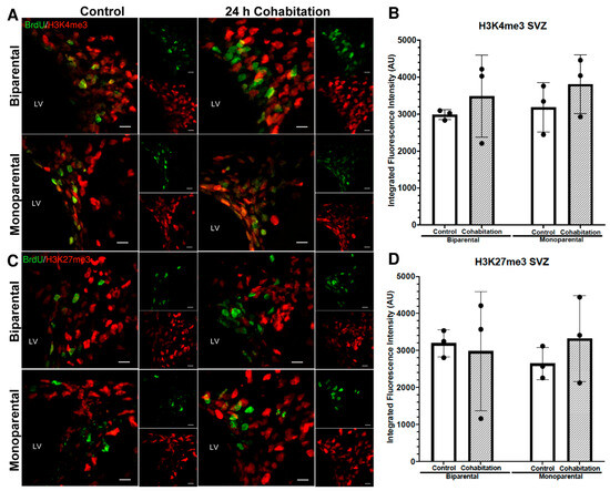 Paternal Deprivation Alters Neural Stem Cells Proliferation and