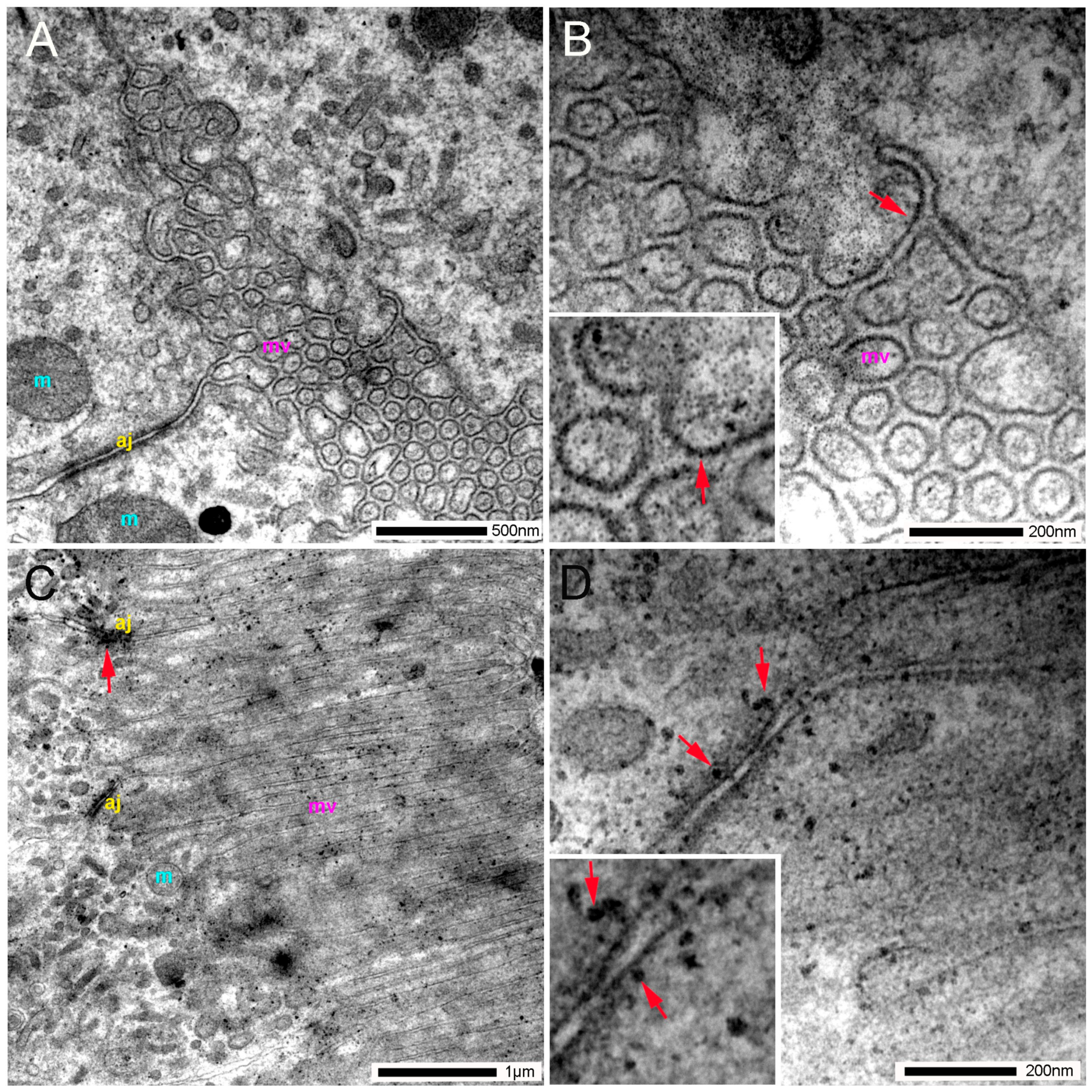 Ijms 27 01640 g005