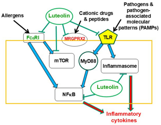Gut–Brain Inflammation and Disrupted Homeostasis Due to Activation
