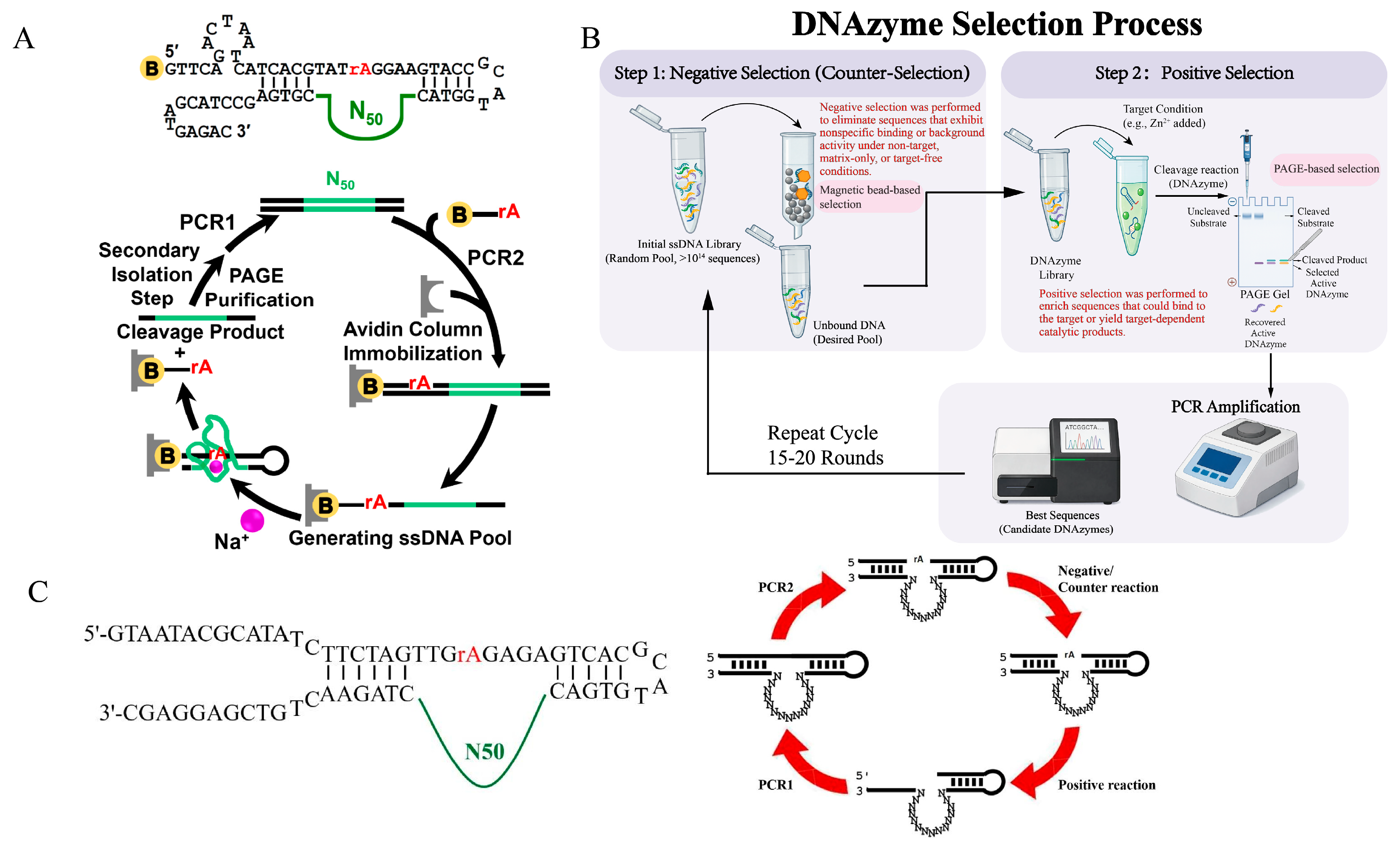 Advances in DNAzyme Selection, Molecular Engineering and