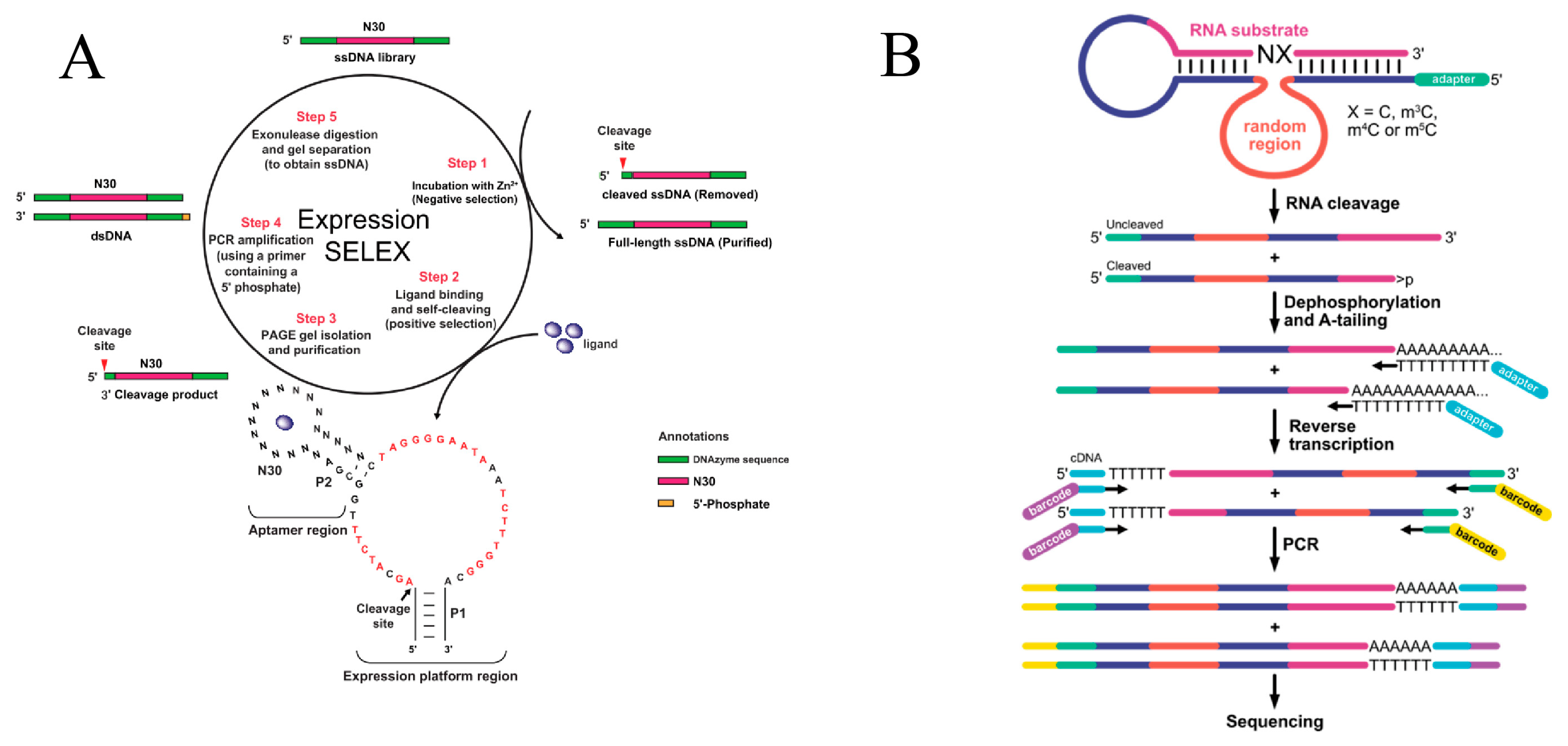 Advances in DNAzyme Selection, Molecular Engineering and Biomedical ...