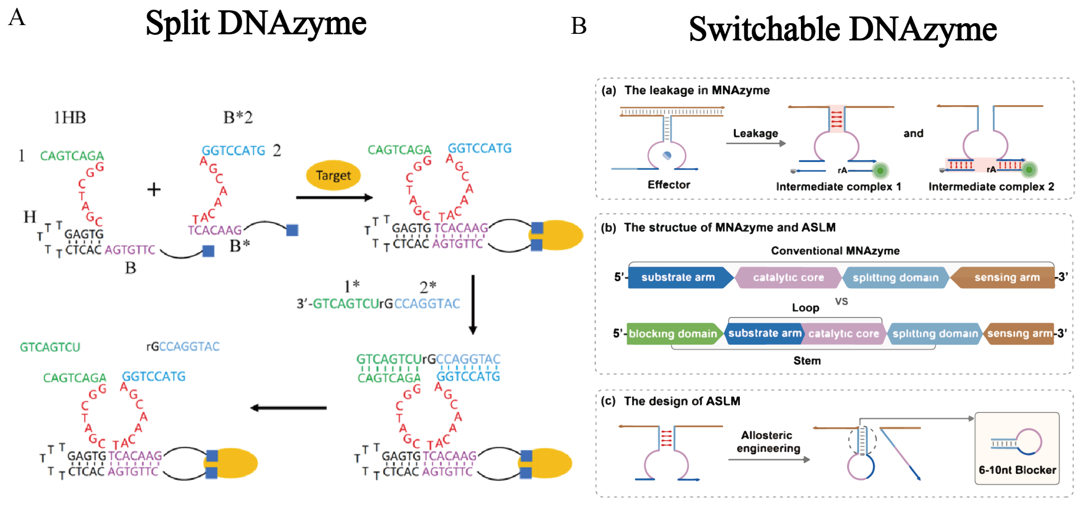 Advances in DNAzyme Selection, Molecular Engineering and