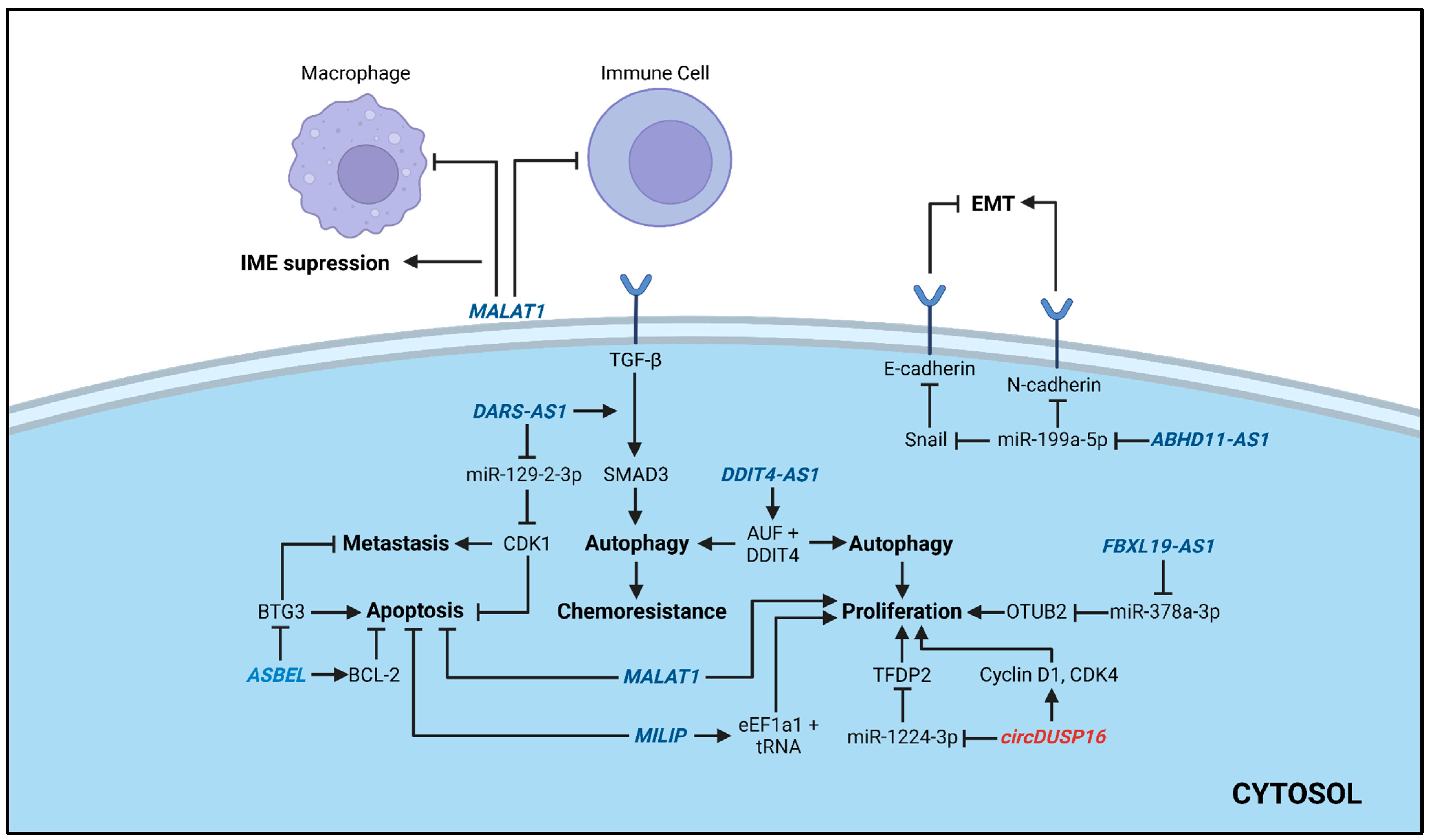 Non-Coding RNA-Based Therapeutic Strategies in Triple-Negative