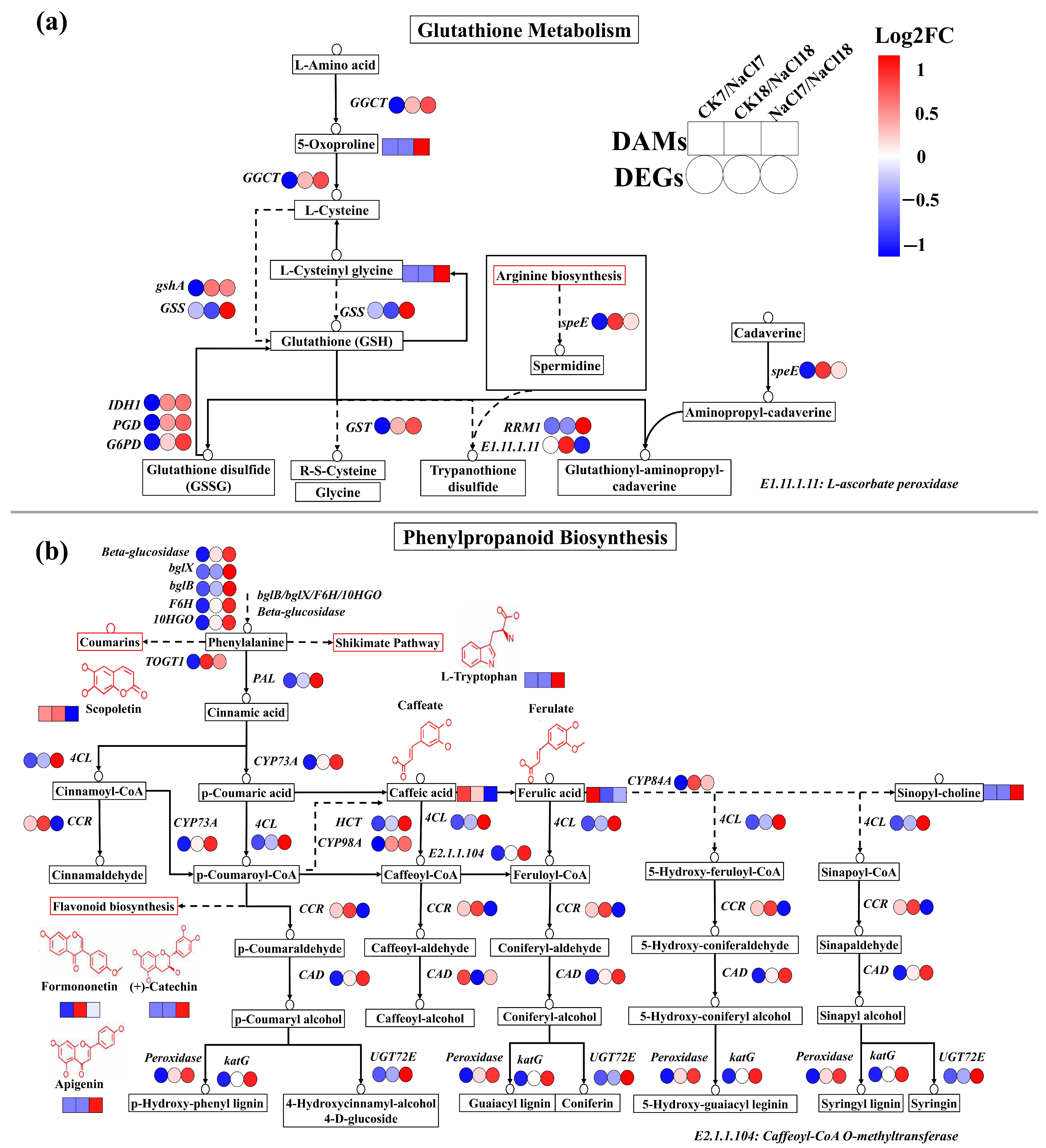 Temporal Transcriptomic and Metabolomic Reprogramming Unveils a