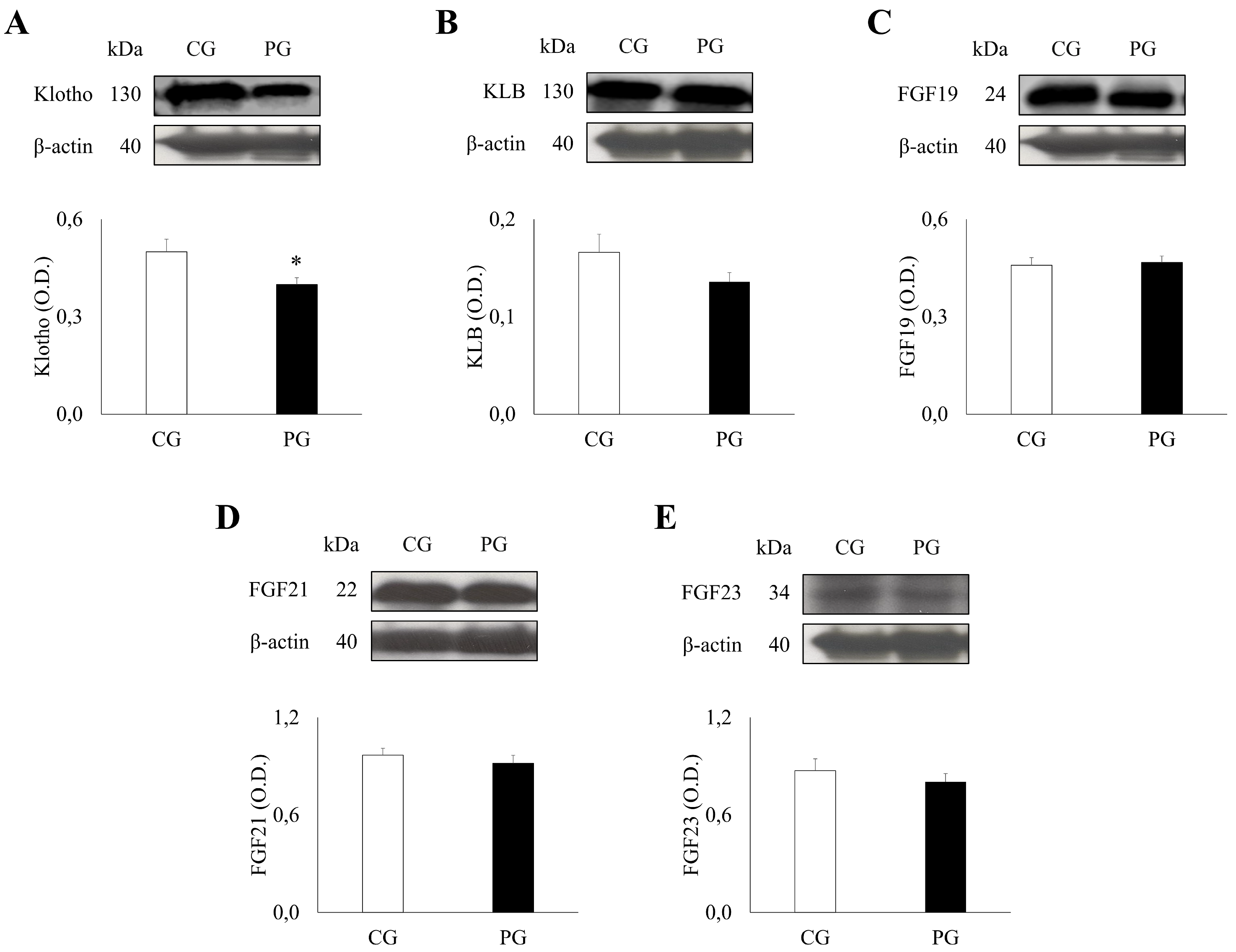 Associations Between Klotho/FGF-Related Protein Expression in