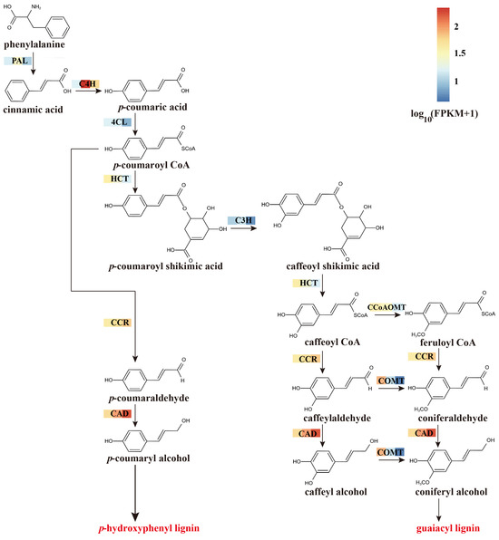 Deciphering the Biosynthetic Pathways and Regulatory Networks of