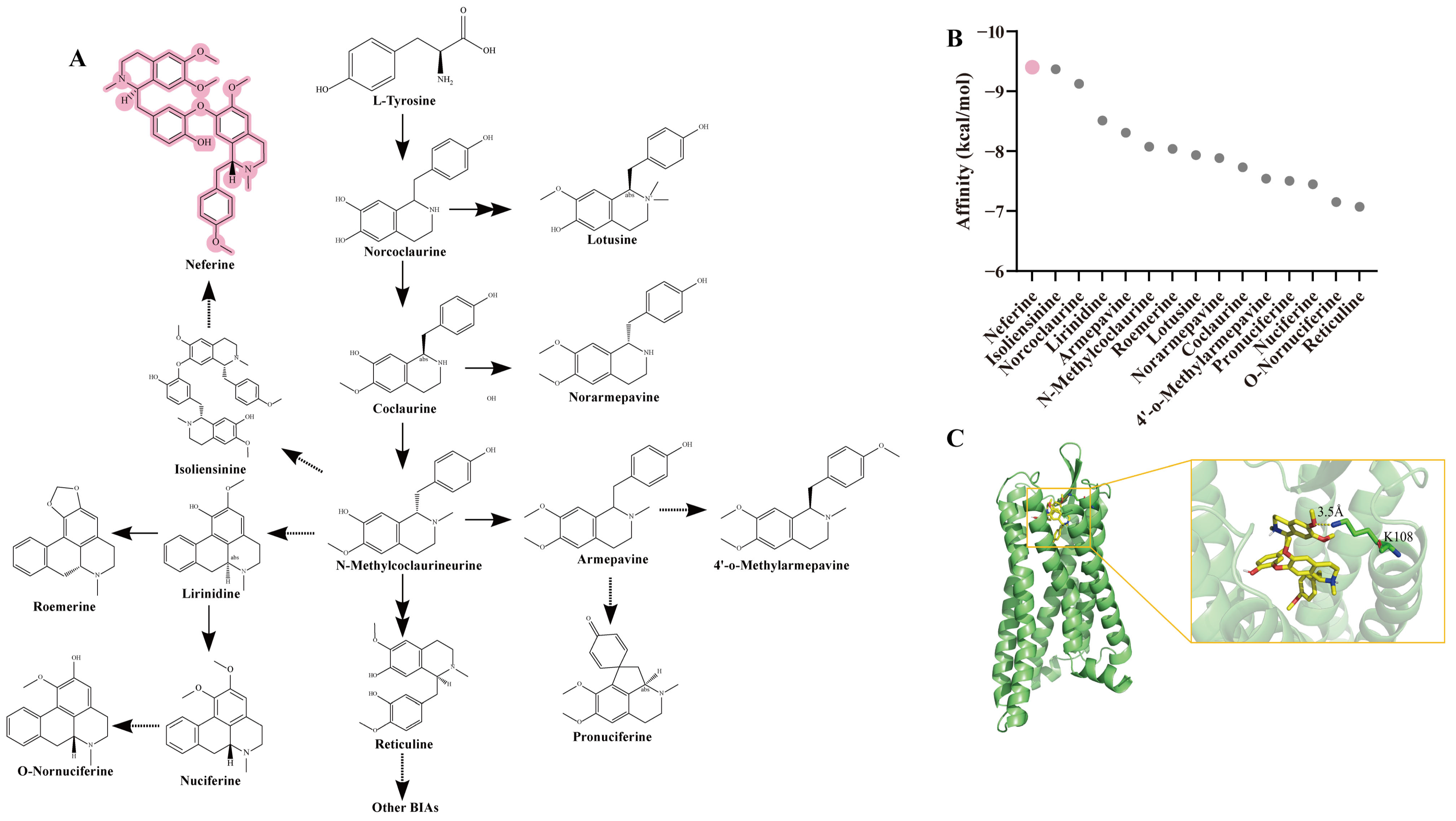 Identification of Neferine as a DOR Agonist Activating Gi and Gz