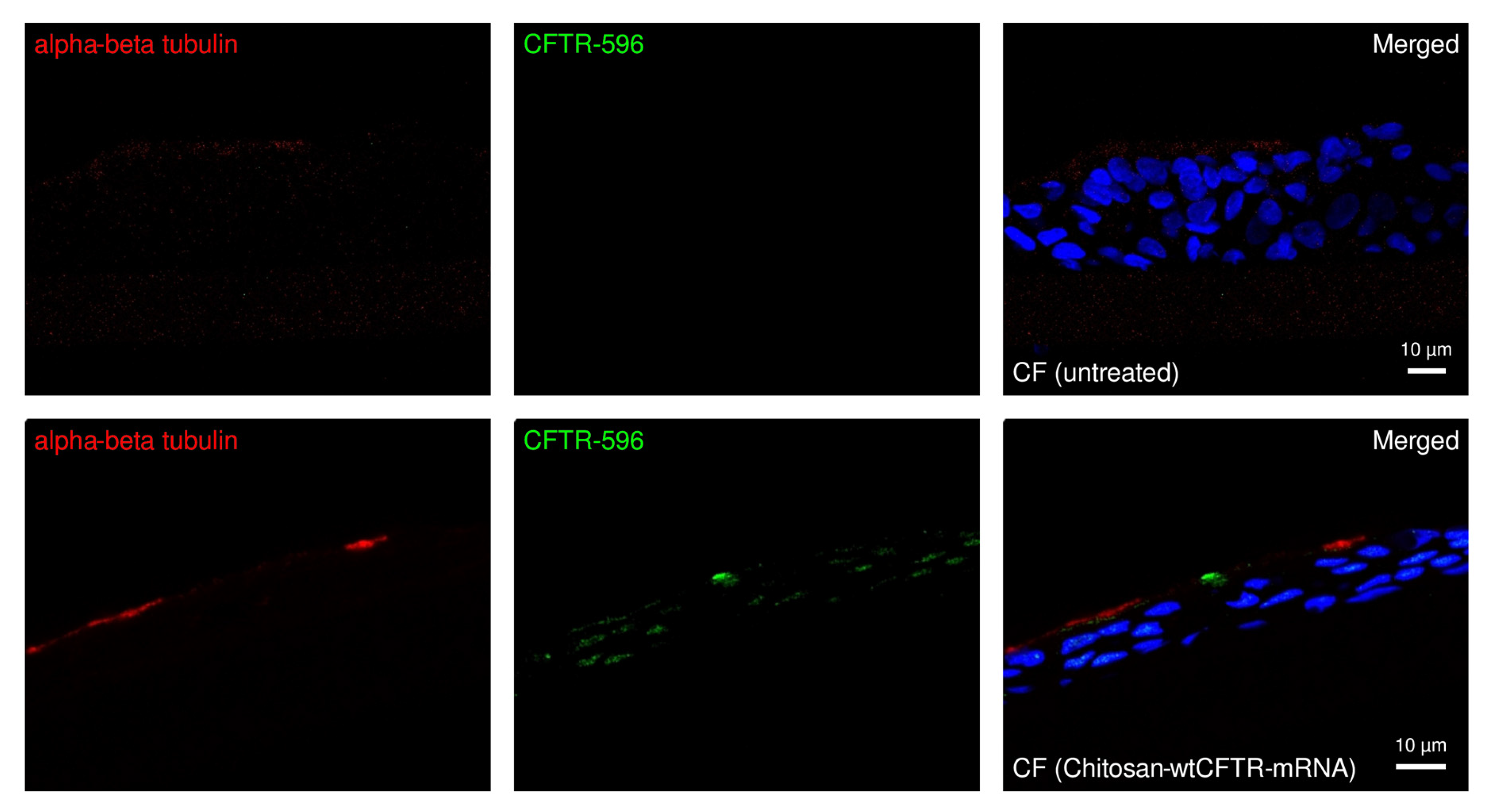 Ijms 27 02063 g005