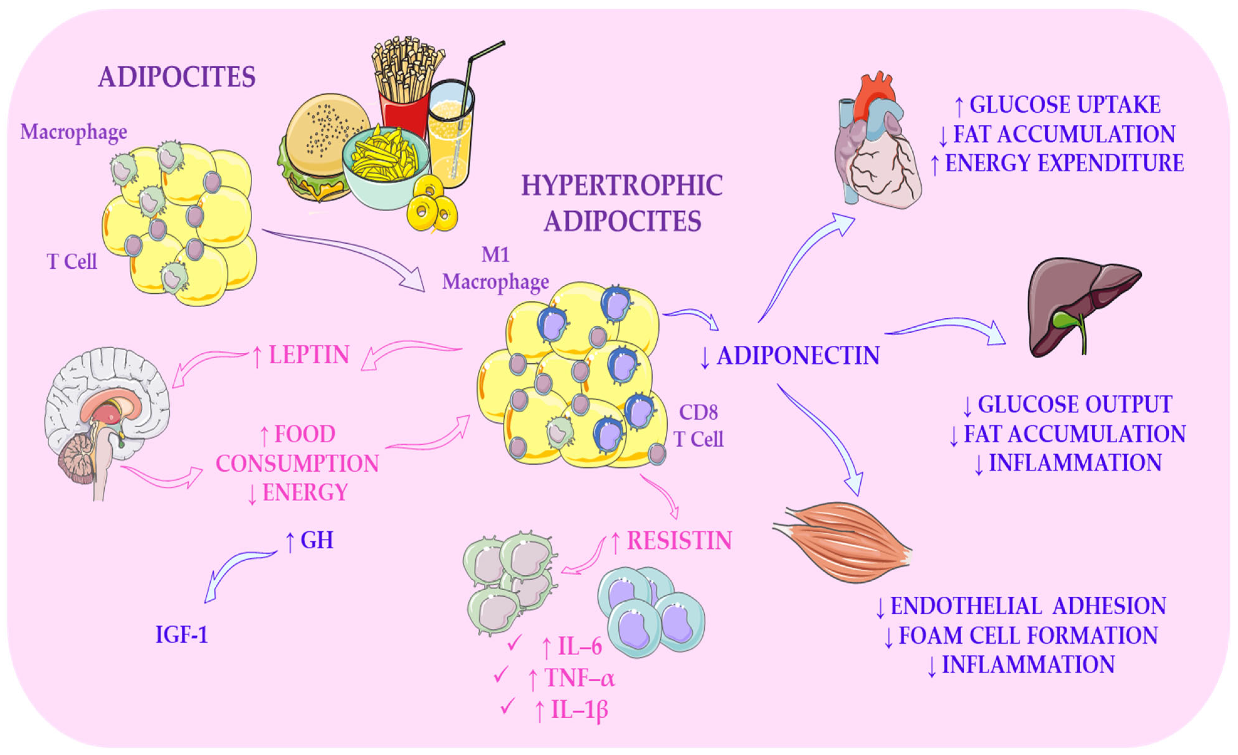 Ijms 27 02066 g004
