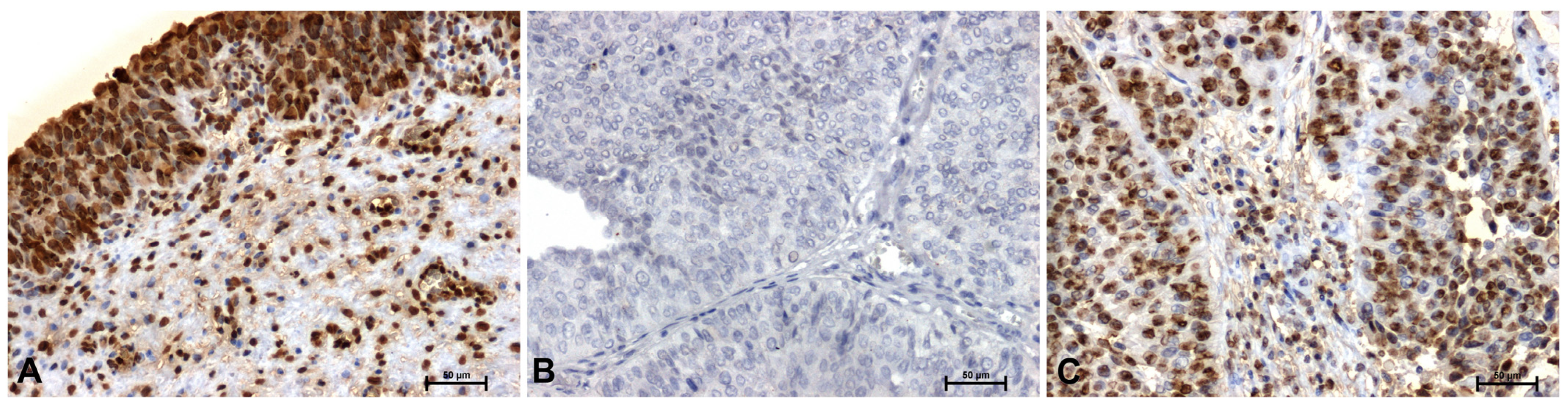 Ijms 27 02089 g001
