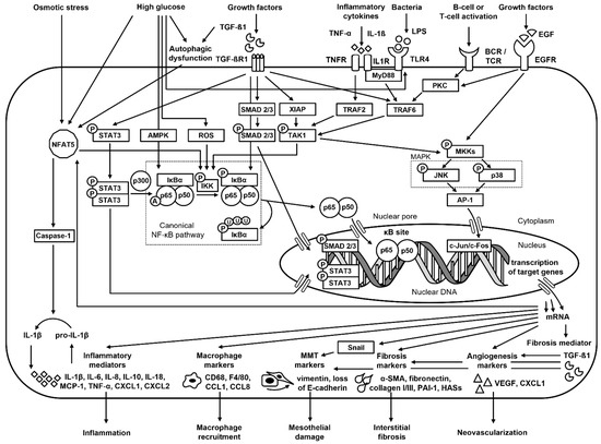 The Role of NF-κB in Peritoneal Fibrosis and Adhesion in Humans