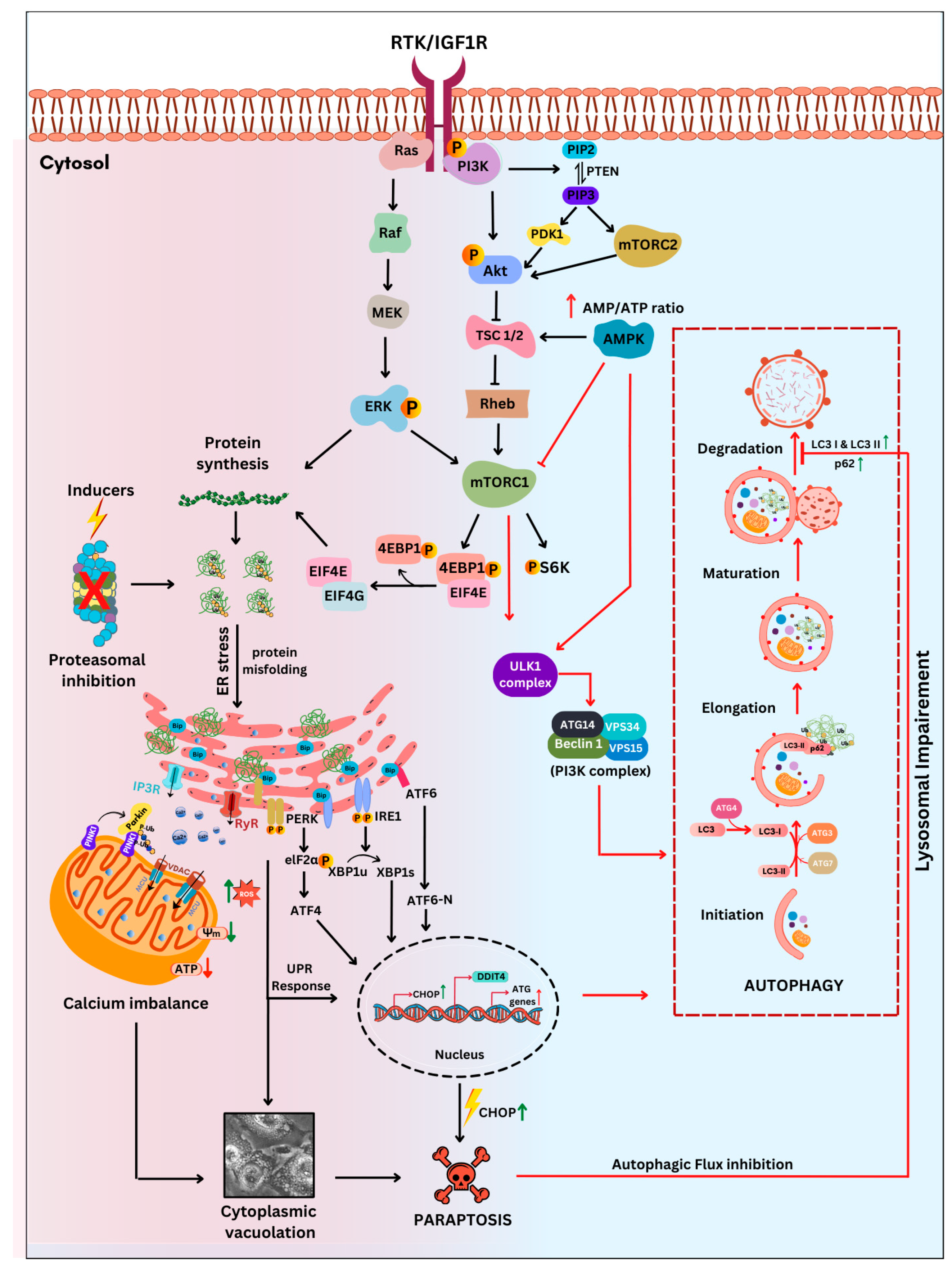 Crosstalk Between Autophagy and Paraptosis: A New Frontier in