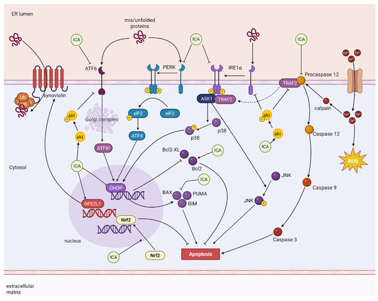 Icariin Against Neurodegeneration: A Focus in Cell Death Pathways