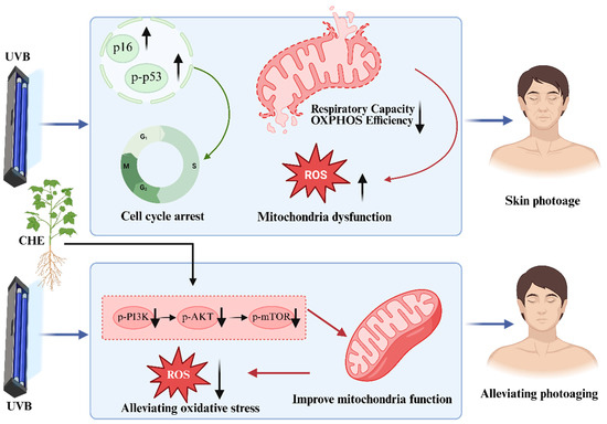 Cardiospermum halicacabum Extract Attenuates UVB-Induced