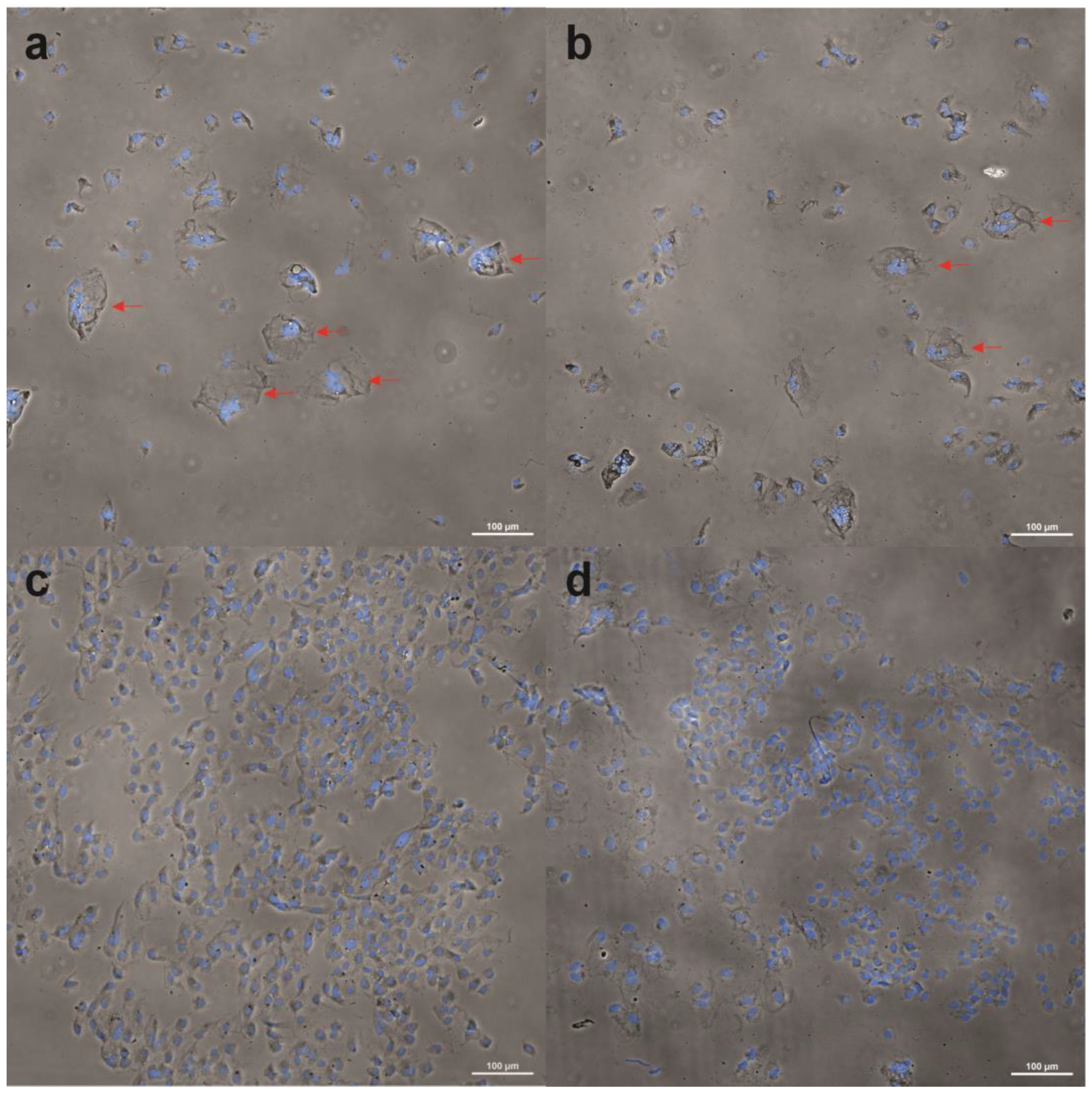 Ijms 27 02425 g001