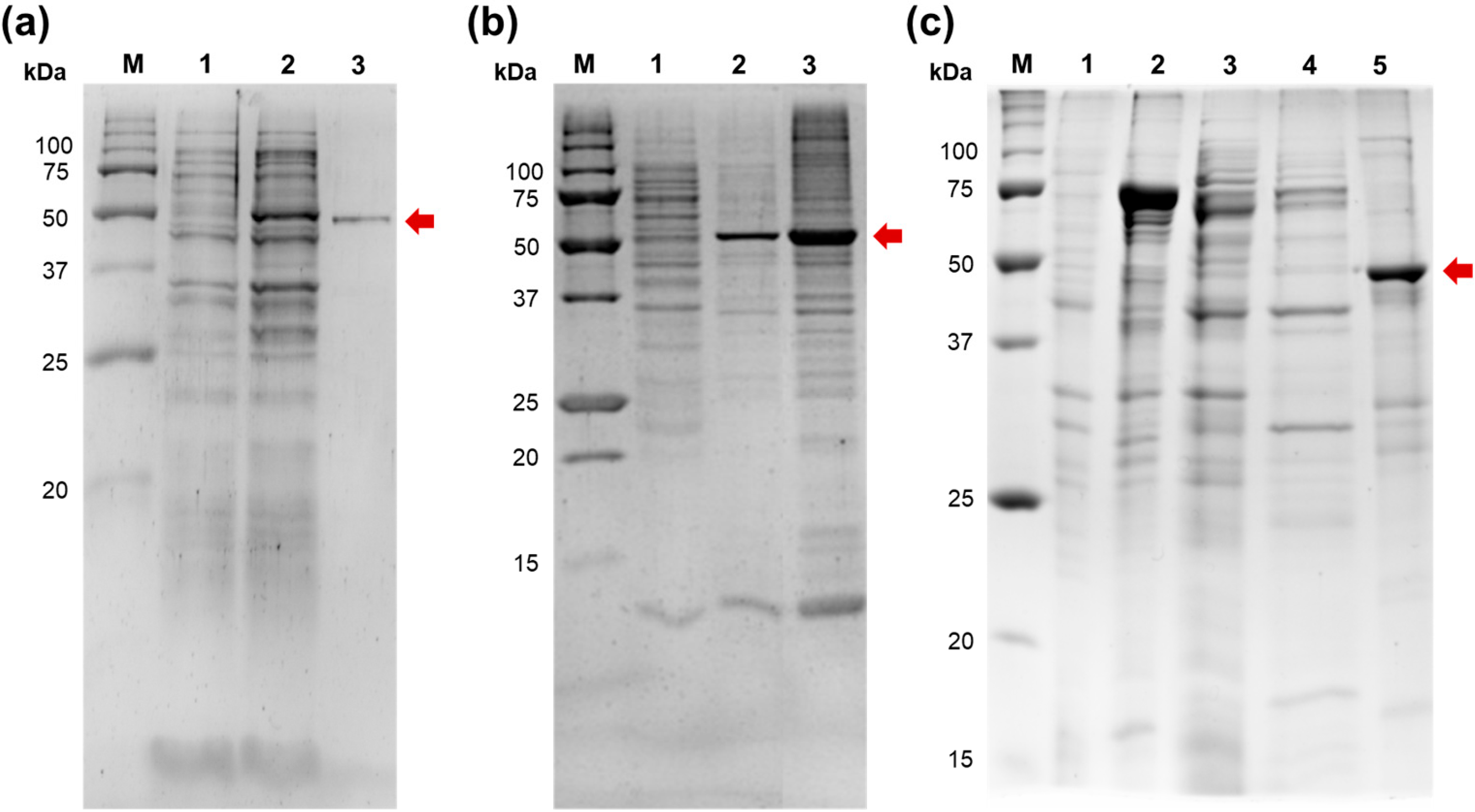 Ijms 27 02467 g002