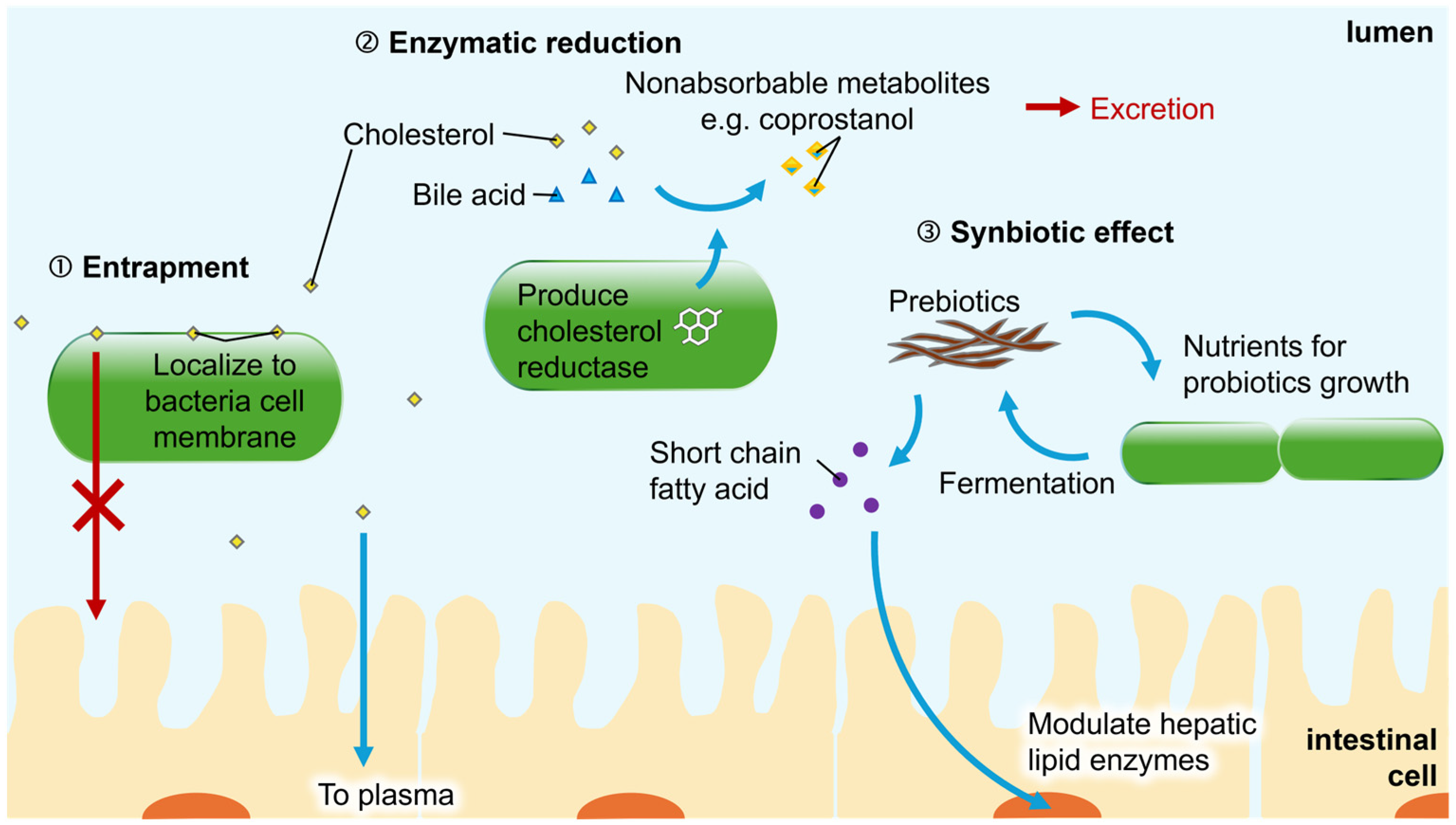 Interplay Between Gut Microbiota and Cholesterol Metabolism in