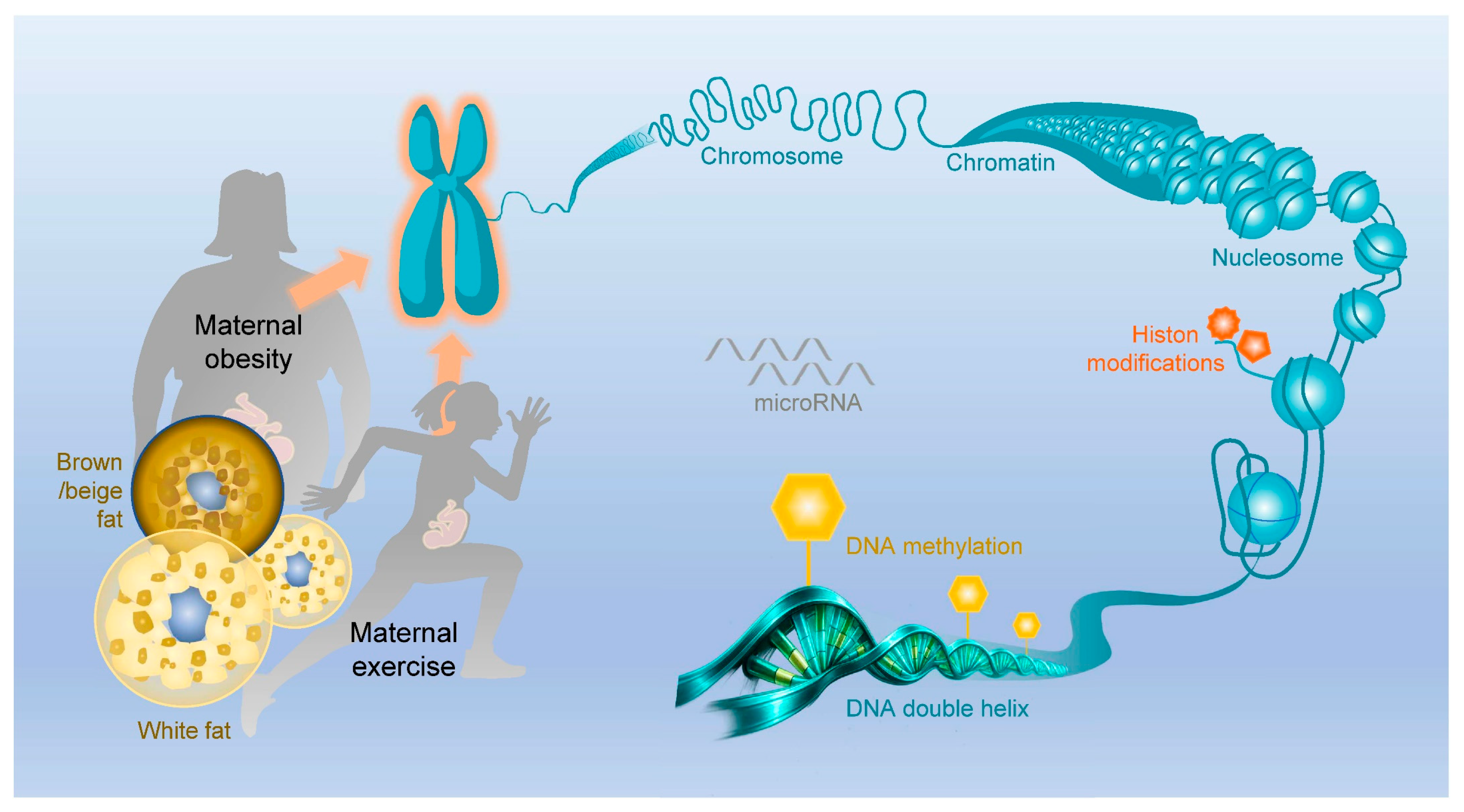 健康・医学 SOMATOTYPING DEVELOPMENT Cross-Generational Integration of Exercise and Nutritional