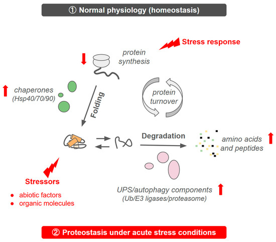 The Art of Domesticating Proteins: How Cancer Cells Adapt to