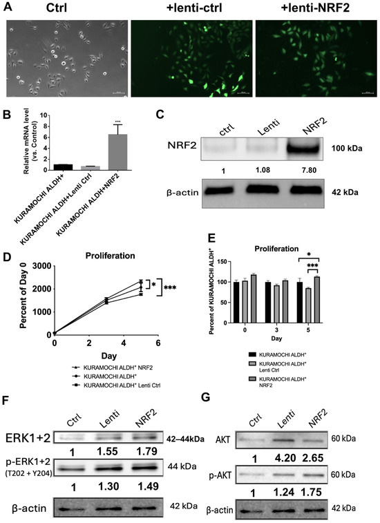 プロタンデムNRF2 ZNF207-driven PRDX1 lactylation and NRF2 activation in regorafenib