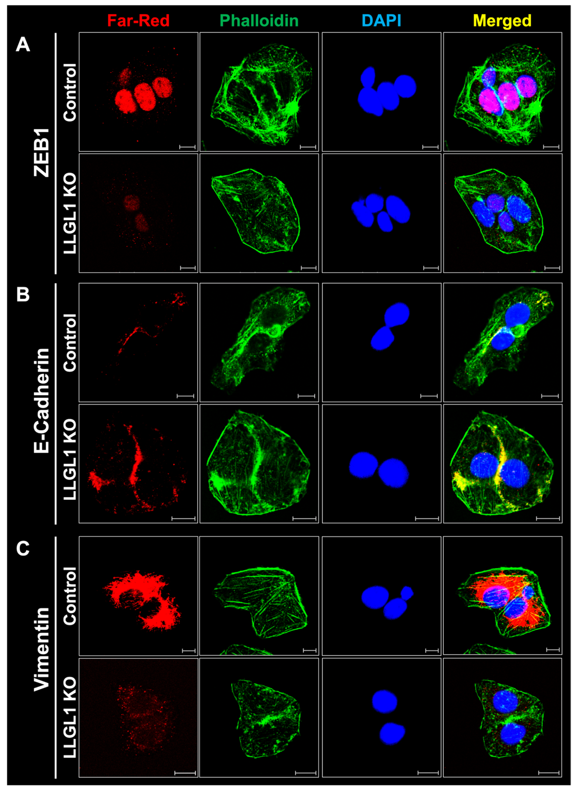 Ijms 27 02959 g006