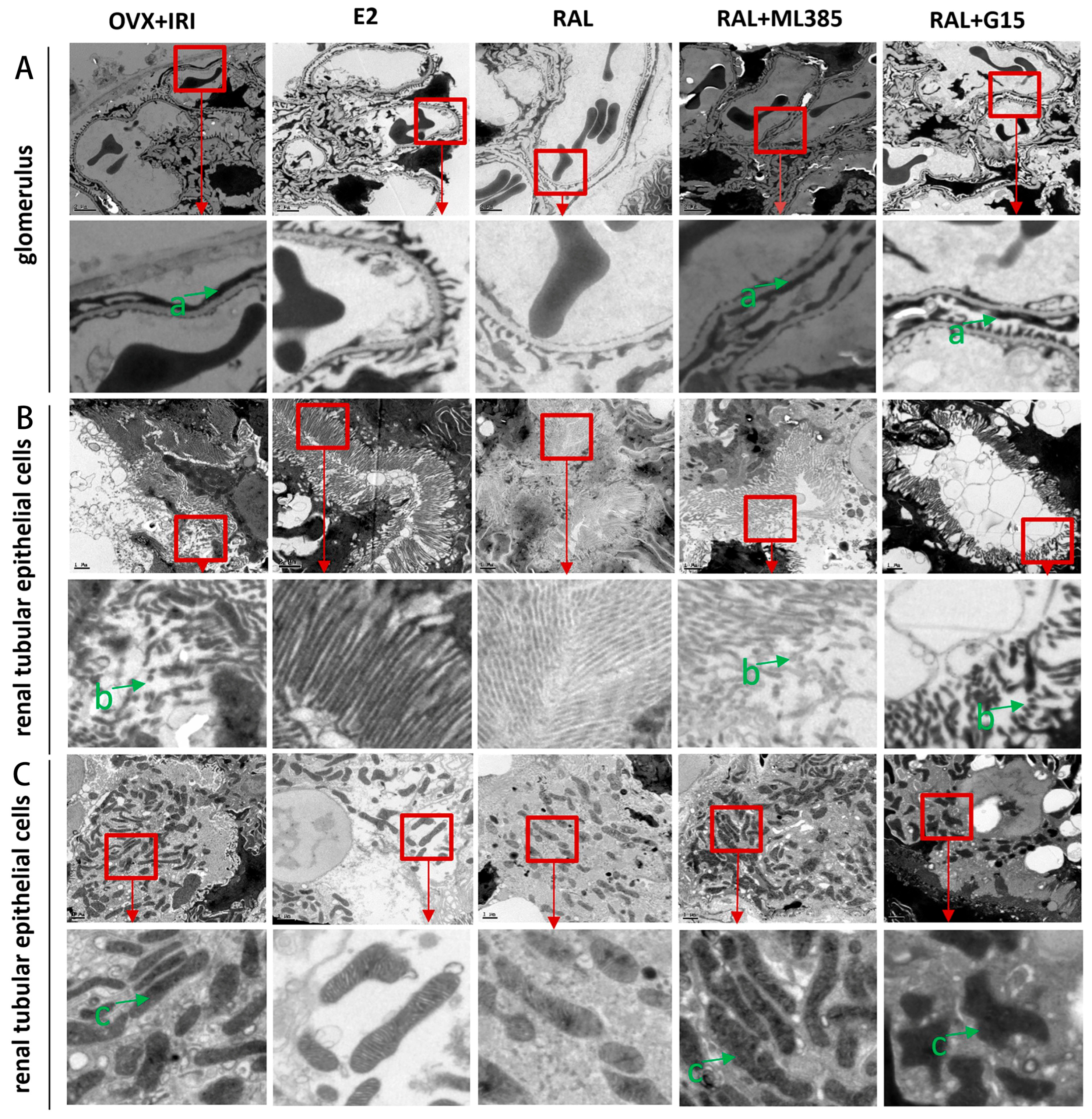Ijms 27 03070 g006