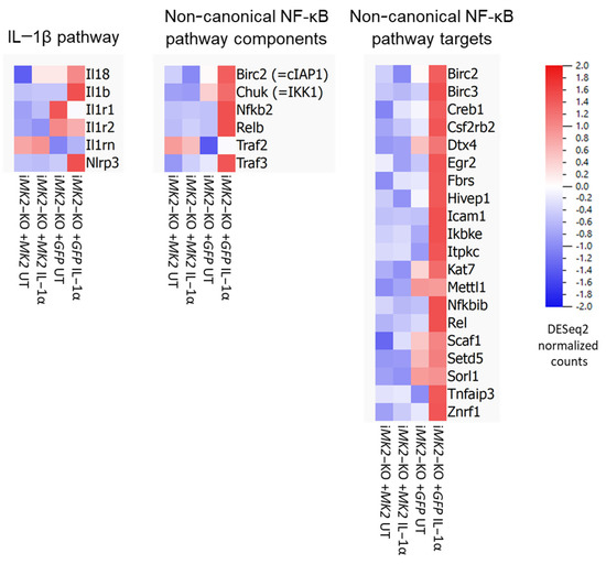 MK2/p38/p53 Suppress Basal IL-1β and Non-Canonical NF-κB Signaling