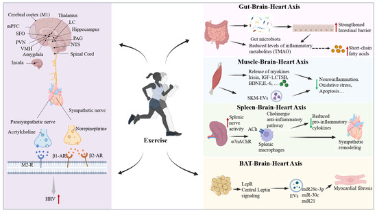 Role of Exercise in Modulating the Brain–Heart Axis in