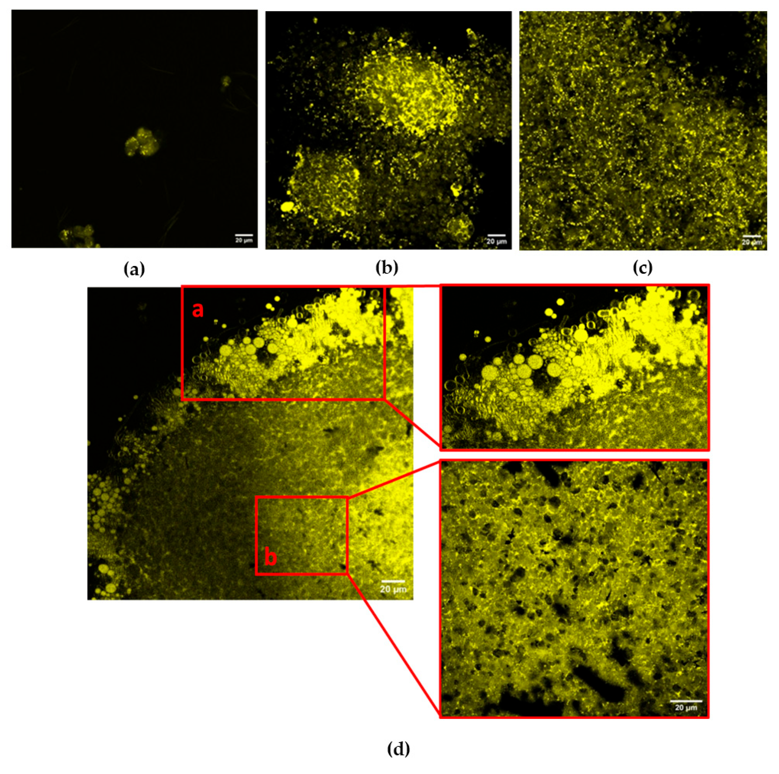 Ijms 27 03325 g001
