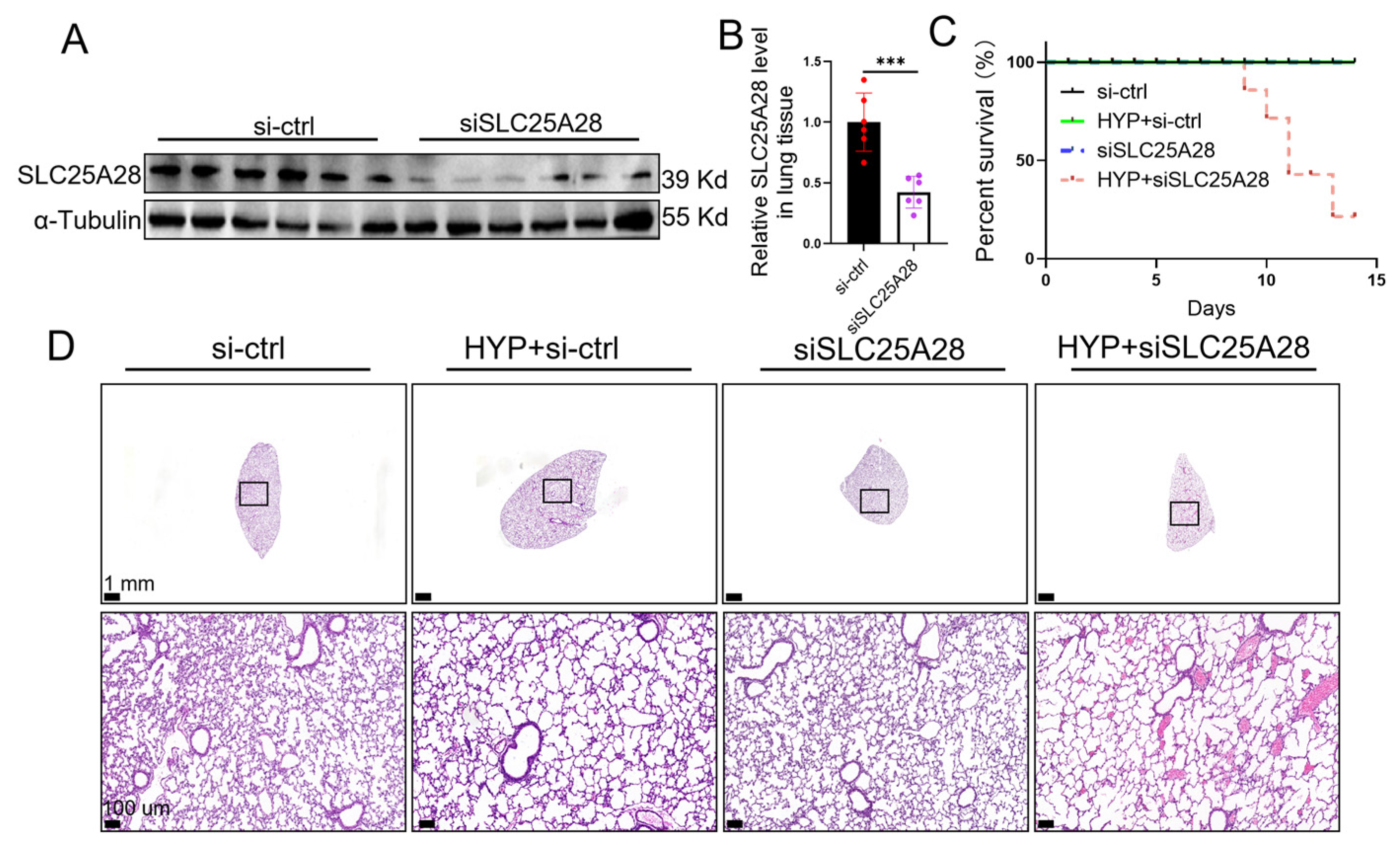 SLC25A28 Ameliorates Hyperoxic Lung Injury by Improving