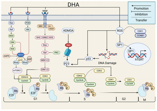 The Therapeutic Potential of Dihydroartemisinin in Cancer Treatment