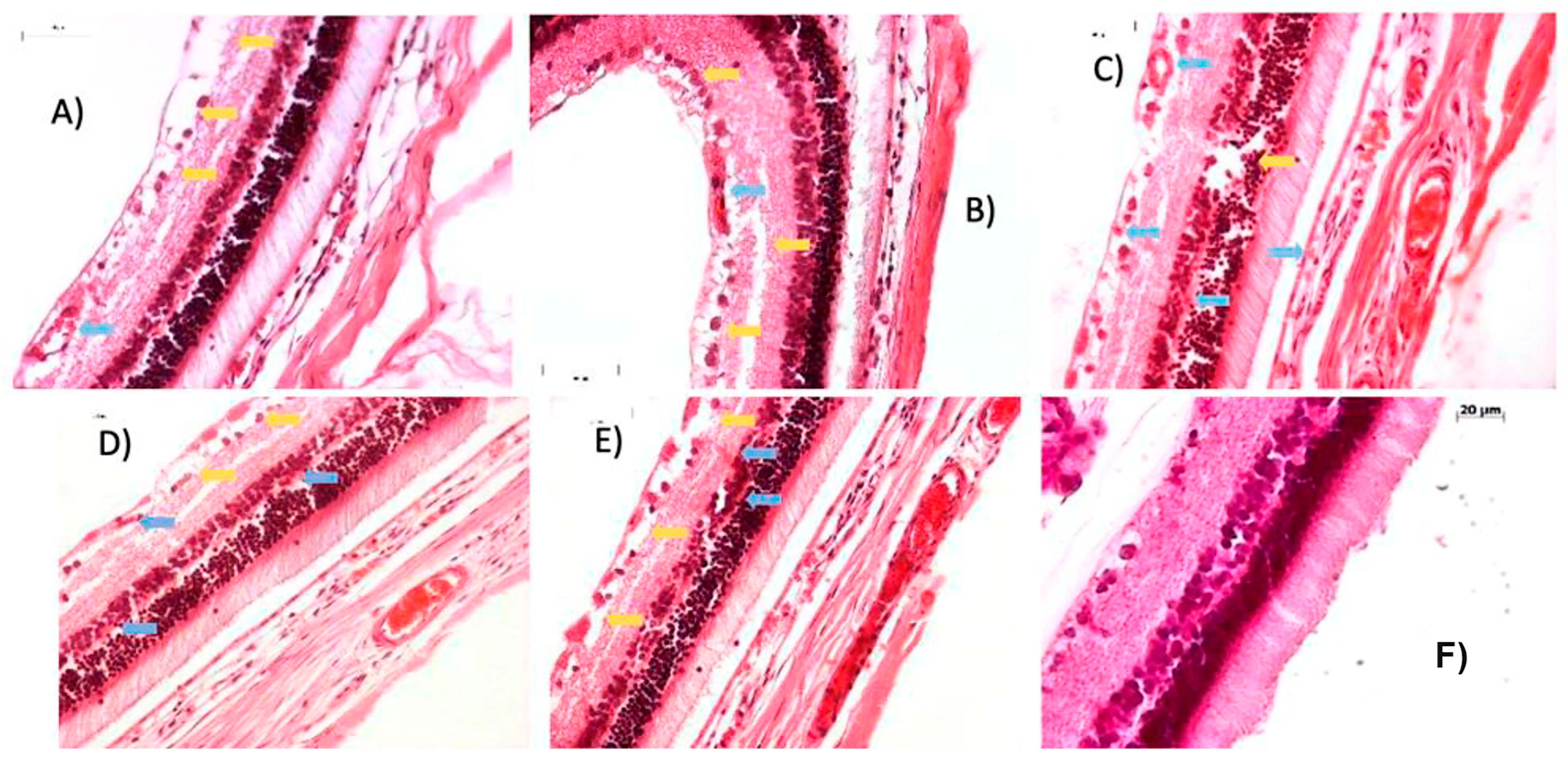 Ijms 27 03427 g006