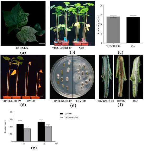 ERF49 Gene Negatively Regulates Plant Resistance to Verticillium