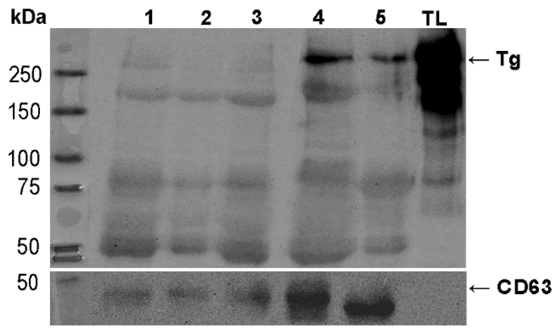 Ijms 27 03510 g006