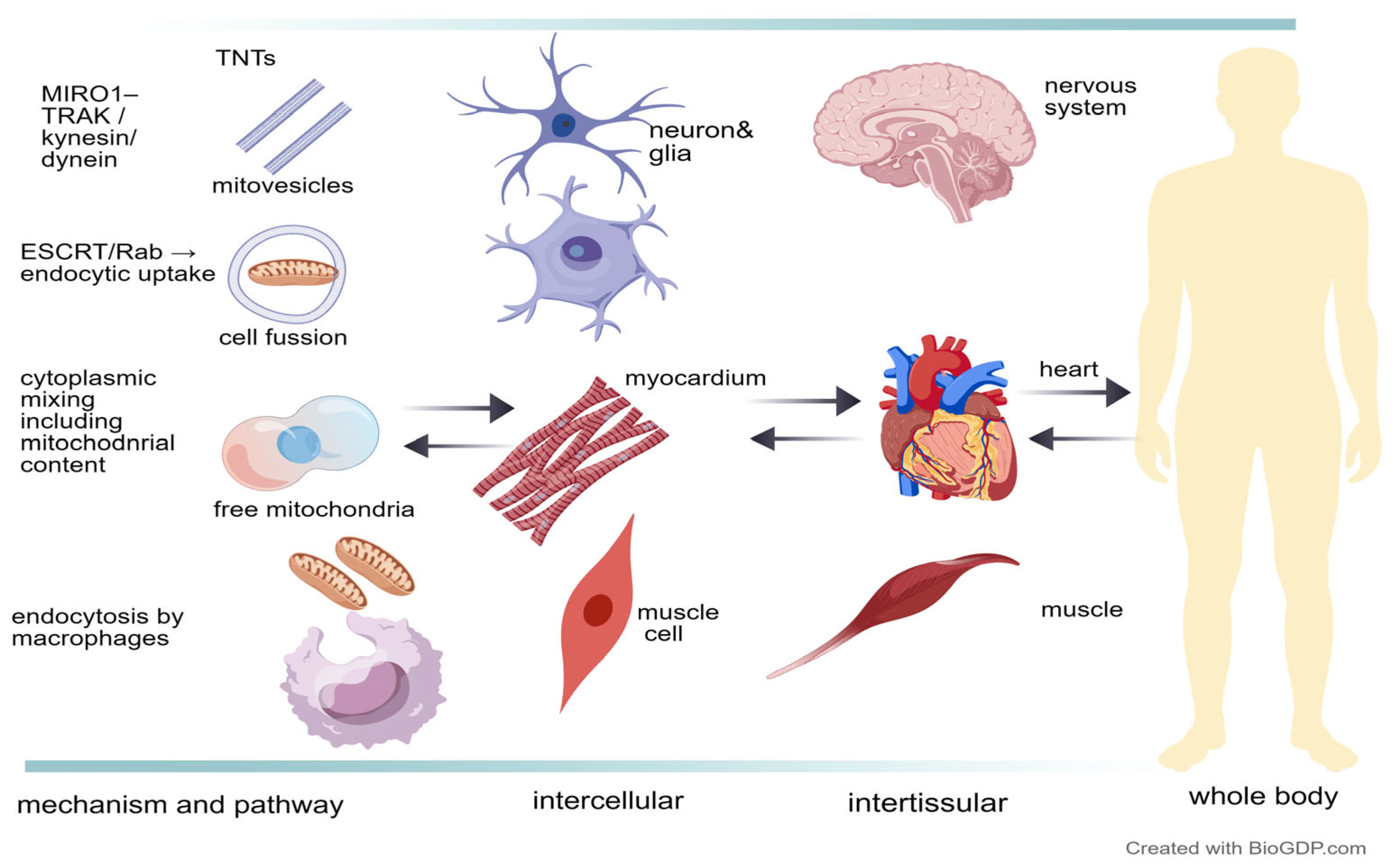 Mitochondrial Network Dynamics in Aging: Cellular Mechanisms