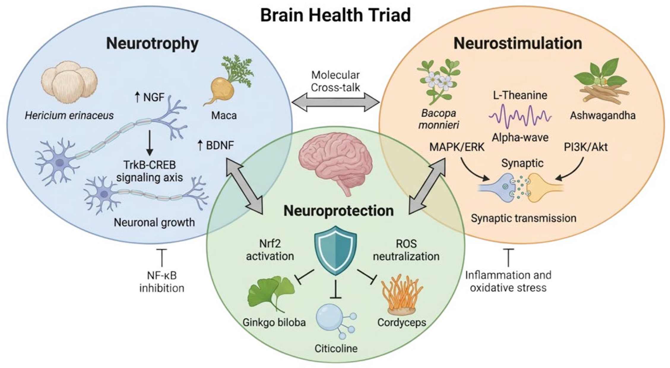 Phytochemical and Fungal Bioactive Compounds in the “Brain Health