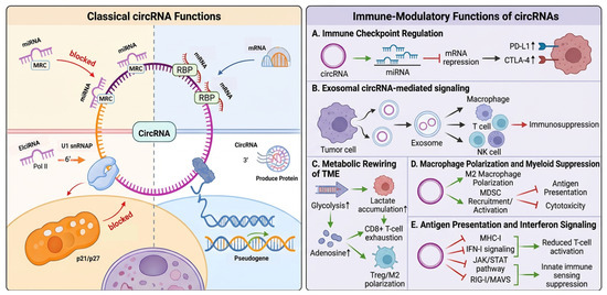 Novel Insights into the Role of circRNAs in Cancer Immunotherapy ...