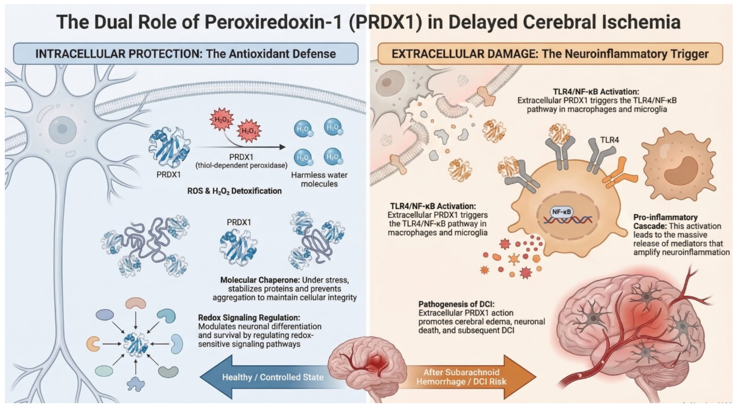 The Role of Peroxiredoxins in the Mechanisms of Oxidative Stress in Patients After Aneurysmal Subarachnoid Hemorrhage