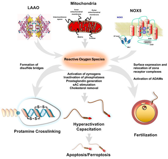 dr robert keller glutathione The Creators of Technology Molecular Advances in Male Infertility