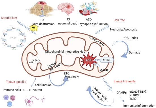 cell danger response glutathione Mitochondria as an Integrative Hub of Cellular Homeostasis and Stress Acetyl-Glutathione 100 mg 60 Exclude from TikTok Vial size:10mg