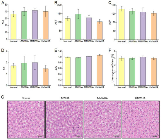 Long-Term Consumption of Hyaluronan Increases Its Endogenous
